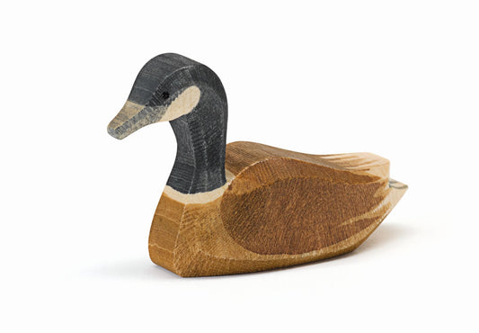 Canadian Goose Swimming